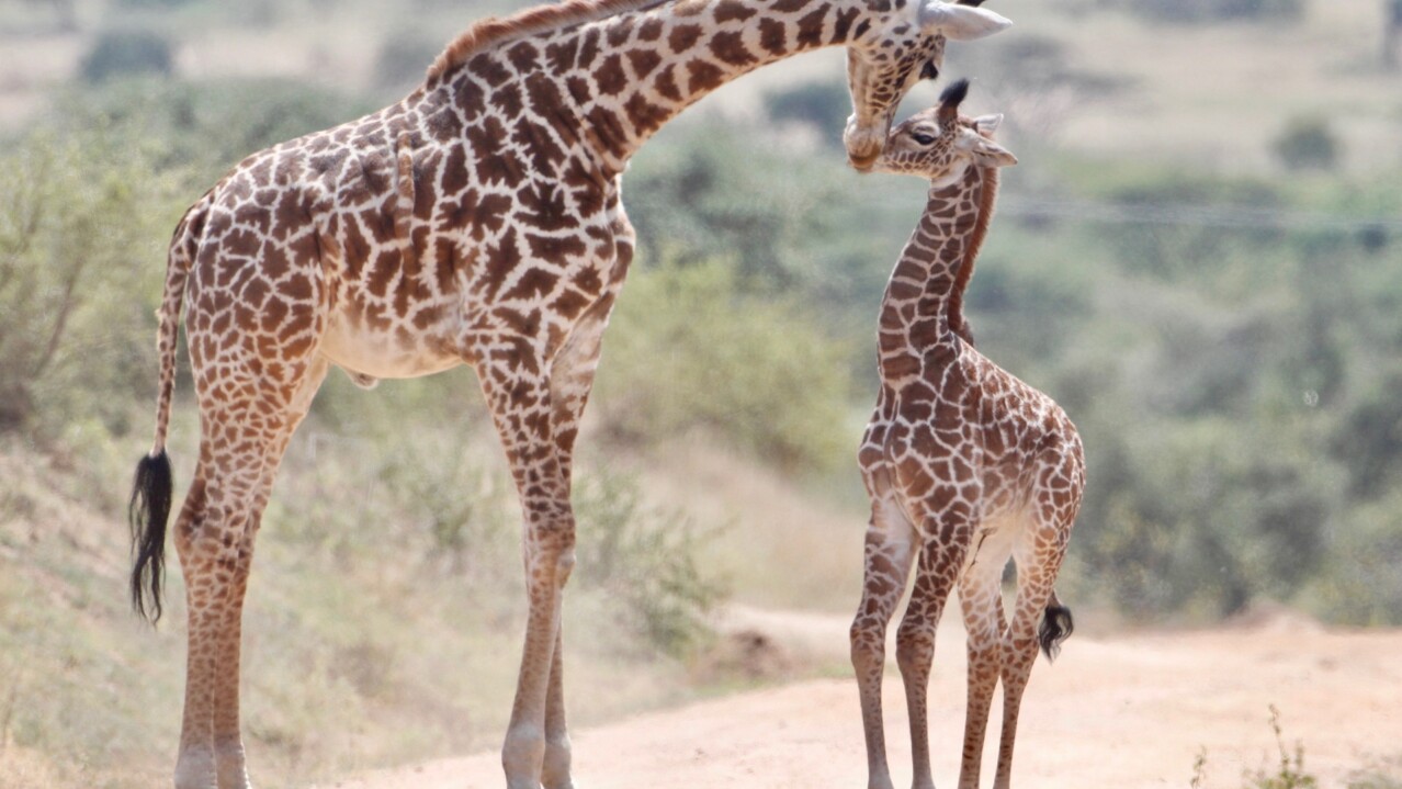 welcome-to-athi-kapiti-conservancies