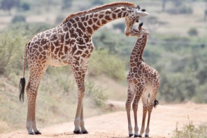 welcome-to-athi-kapiti-conservancies