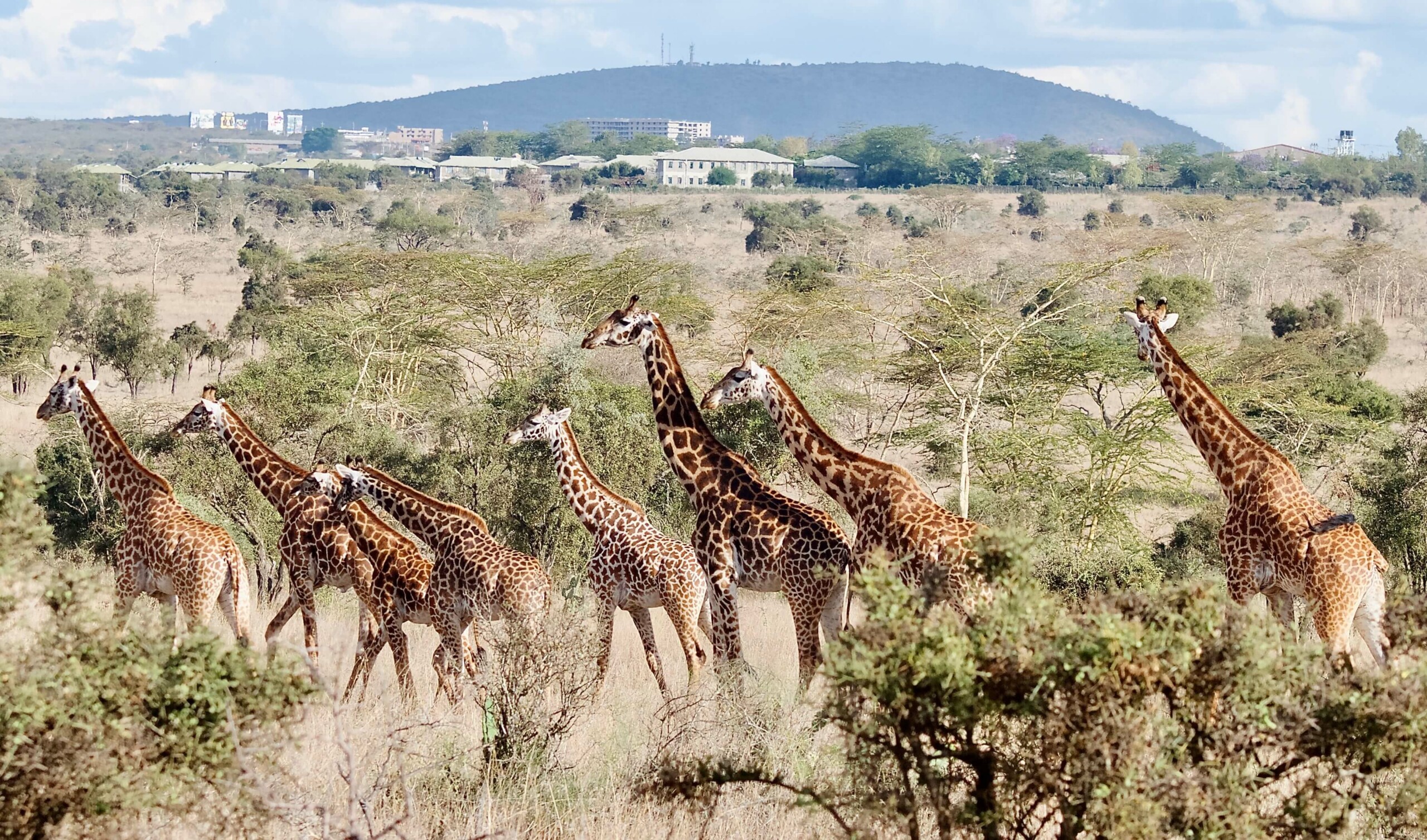 giraffes(2)