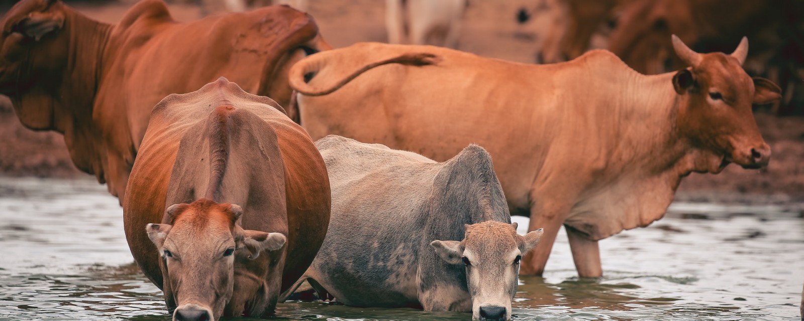 maasai-cattle-twilight-kenya-7318046